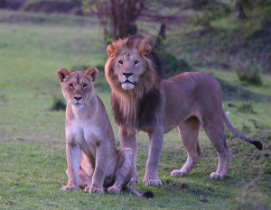 lions